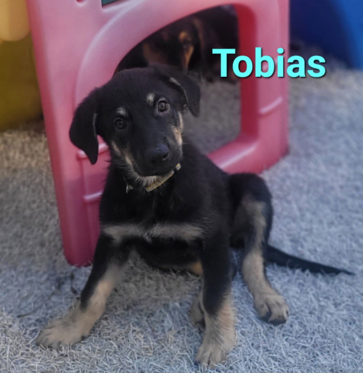 Tobias