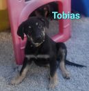 Tobias's profile on Petfinder.com