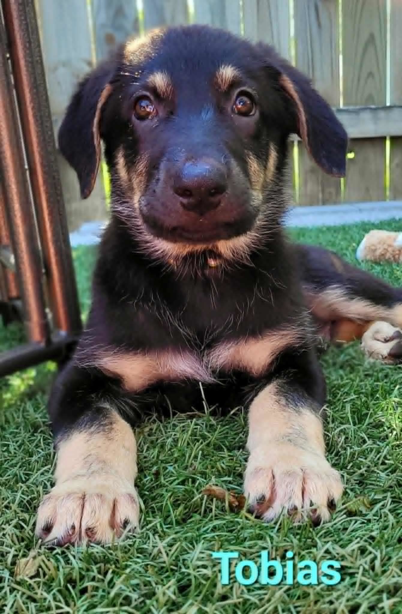 Tobias