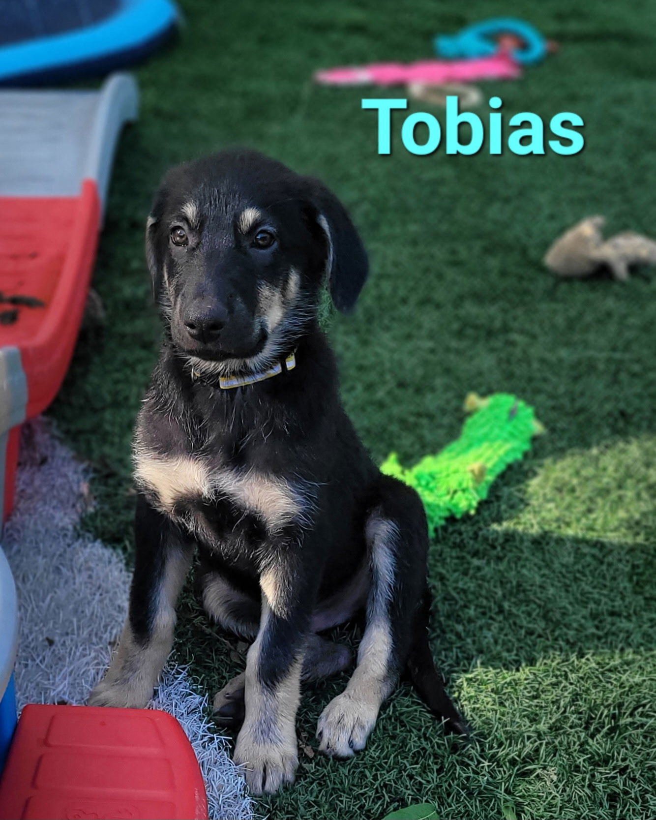 Tobias