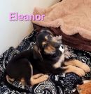 Eleanor's profile on Petfinder.com