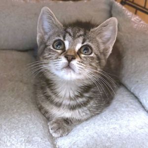 Alexandra, Baby Female Tabby