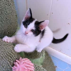 Evie, Baby Female Domestic Short Hair