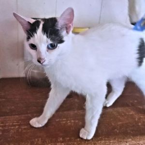 Tammy, Young Female Domestic Short Hair