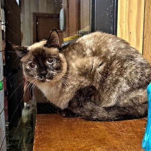 Mom, Adult Female Torbie
