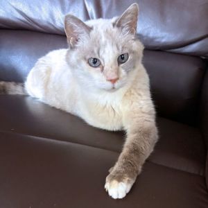 Della, Adult Female Siamese