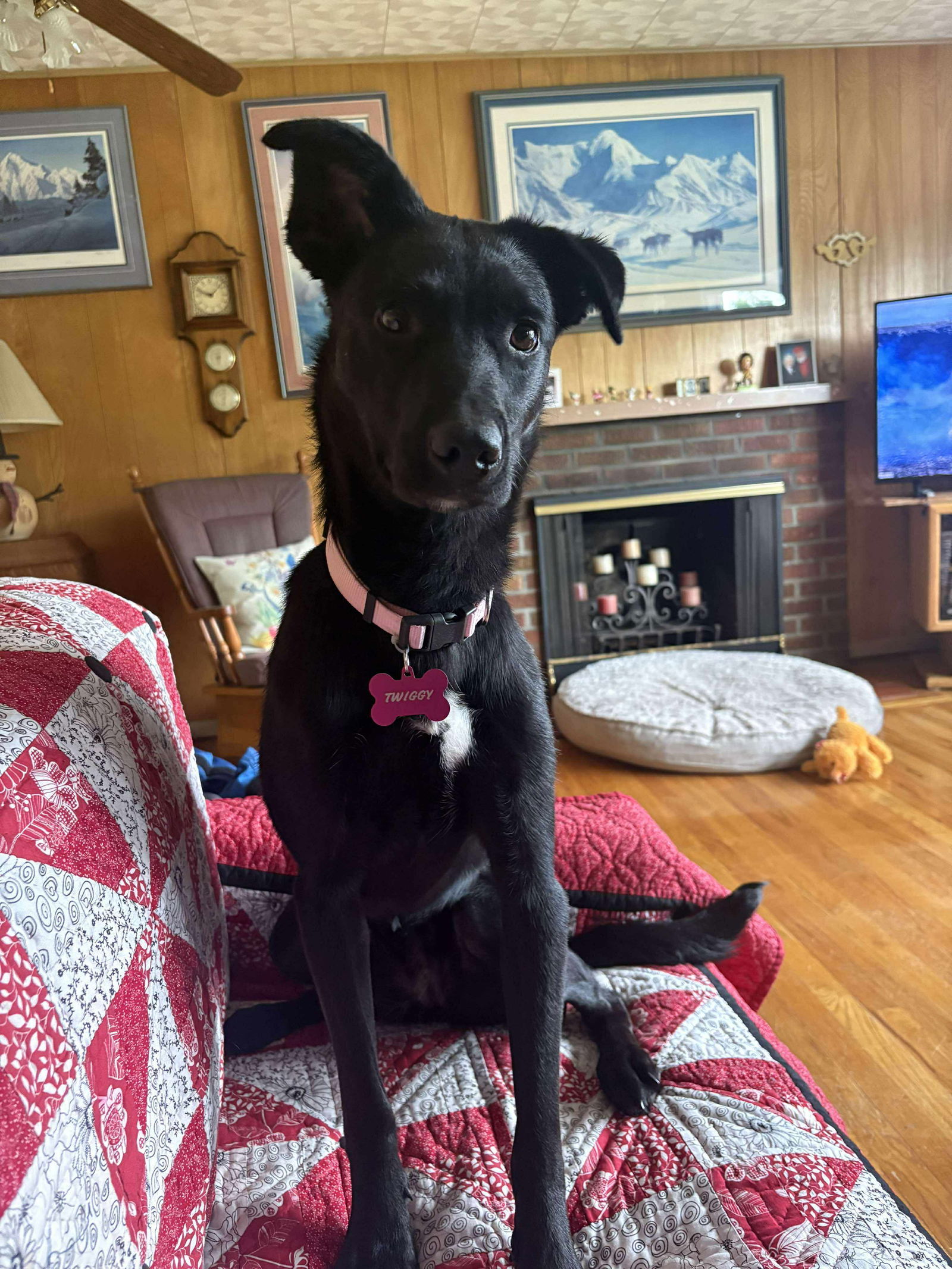 Ms Twiggy, an adoptable Labrador Retriever in Anchorage, AK, 99503 | Photo Image 2
