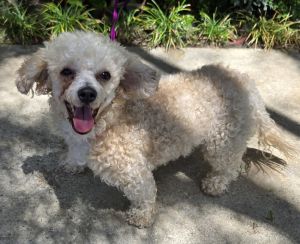 Coral is a beautiful apricot poodle who is about 2 years old and weighs 11 pounds She is extremely 