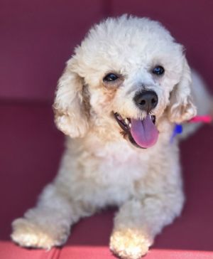 Coral Poodle Dog