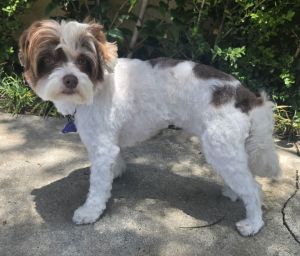 K ing is an approximately 1 year old Lhasa Apsopoodle mix that is smart eager to please and bonds 