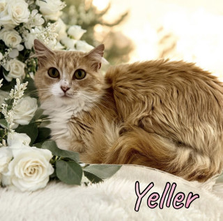 Yeller 124440