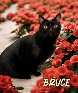 Bruce 33028