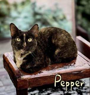 Pepper 125110