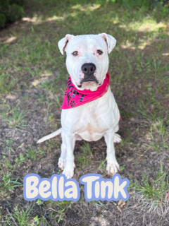 Bella Tink 32941