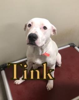 Bella Tink 32941