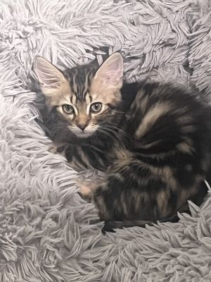 FIONA, Adult Male Tabby