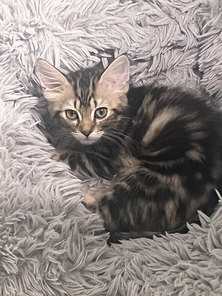 FIONA