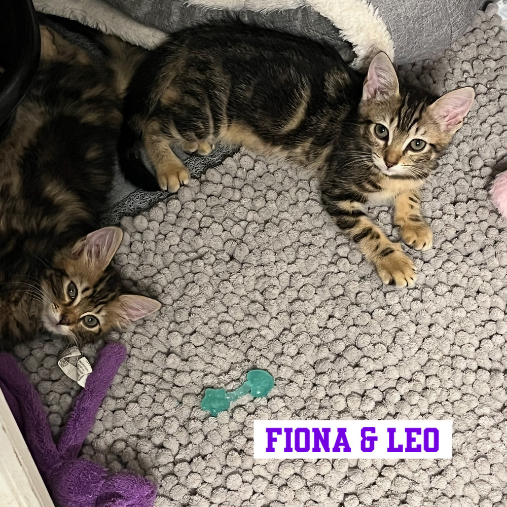 FIONA