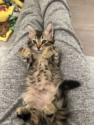ROCKY, Adult Male Tabby