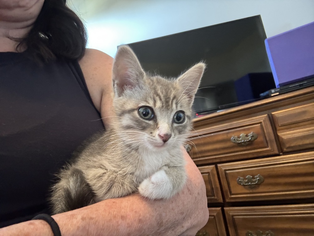 WILLOW