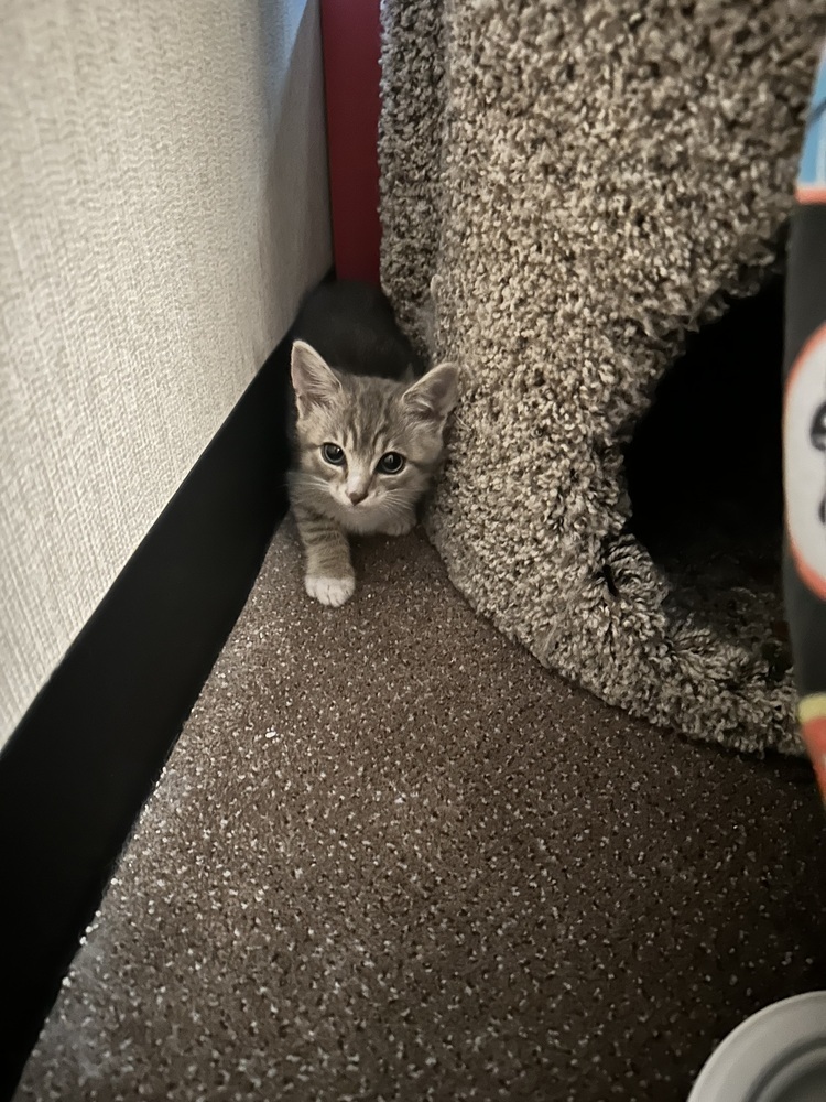 WILLOW
