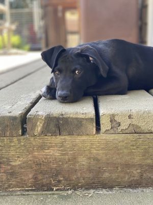 Animal Profile Meet Goose late April we were contacted about a mama Shepherd who had just given b