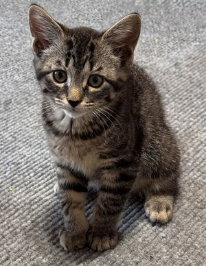 Kumquat, Baby Female Domestic Short Hair