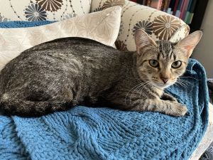 Tiramisu, Adult Female Domestic Short Hair