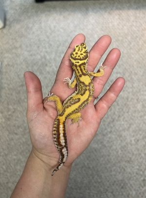 Baby, Young Female unknown
