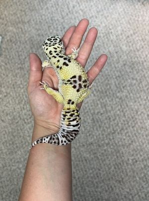 King Neptune, Adult Male Gecko