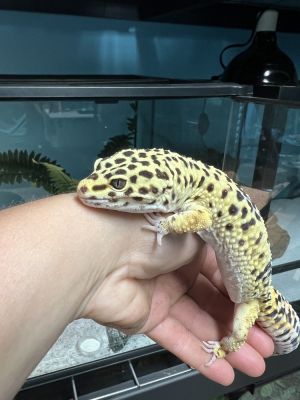 Iko, Adult Male unknown
