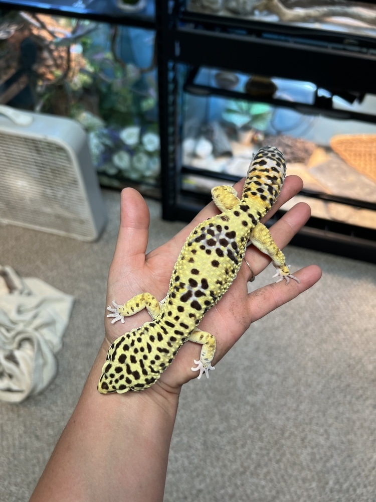 Iko