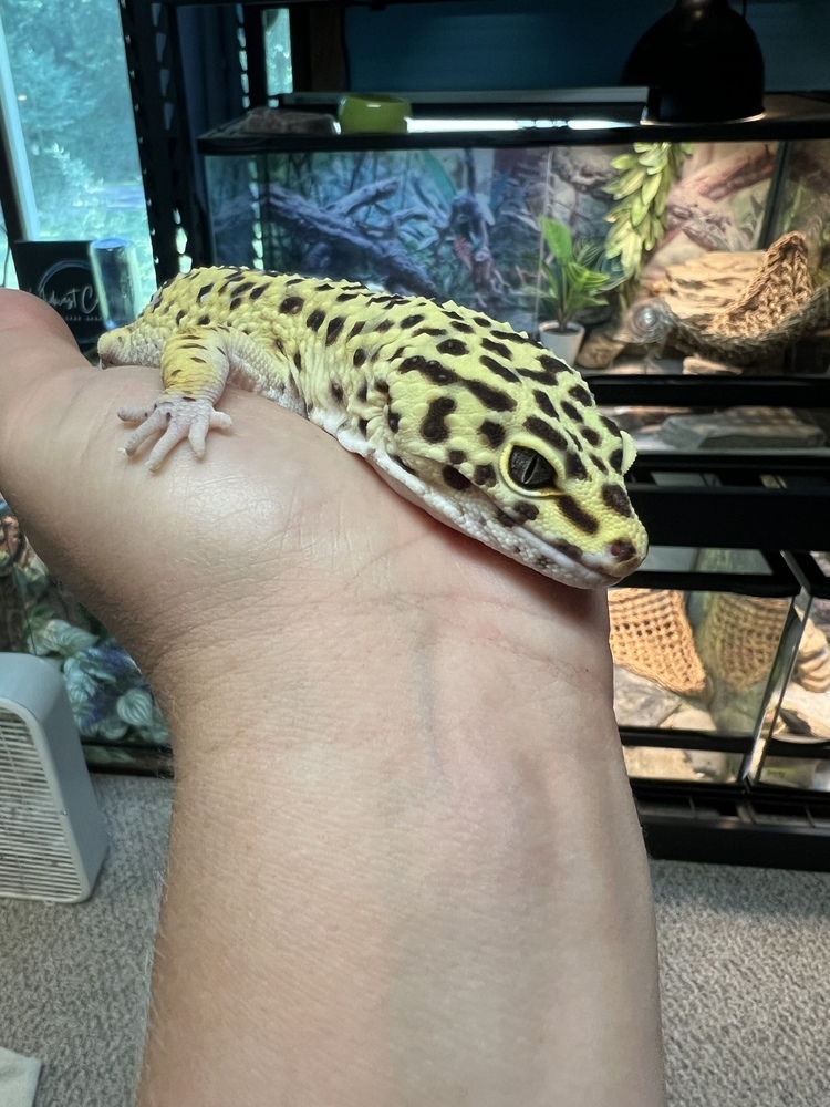 Iko