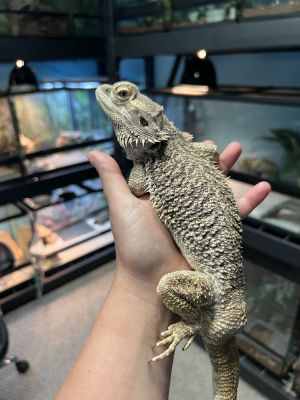 Beardy, Adult Male unknown