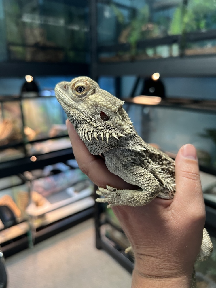 Beardy