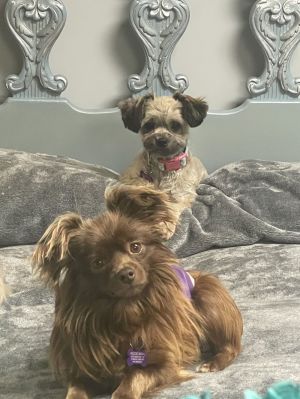 JoJo and Gracie Chihuahua Dog