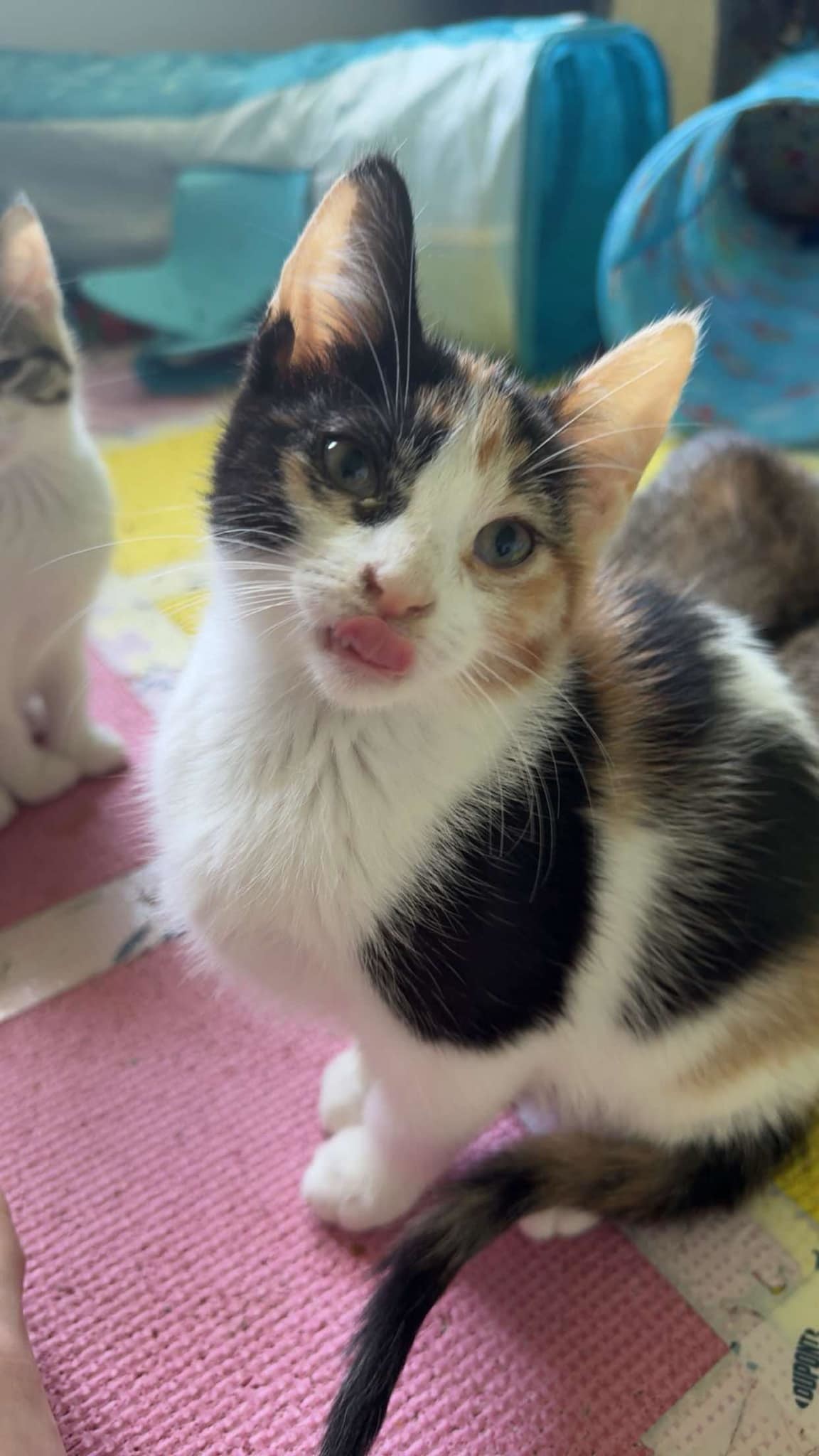 Lucie