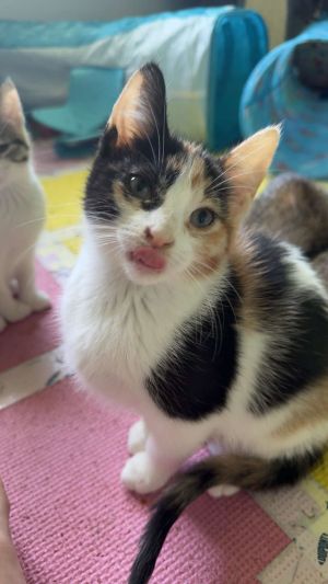 Lucie, Baby Female Domestic Short Hair