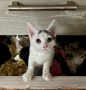 Angel Fish, Baby Female Domestic Short Hair
