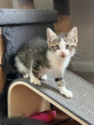 Gain, Baby Female Domestic Short Hair
