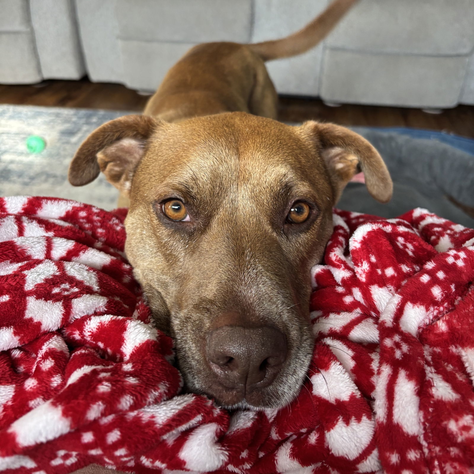 Bread, an adoptable Pit Bull Terrier, Labrador Retriever in Fargo, ND, 58103 | Photo Image 1