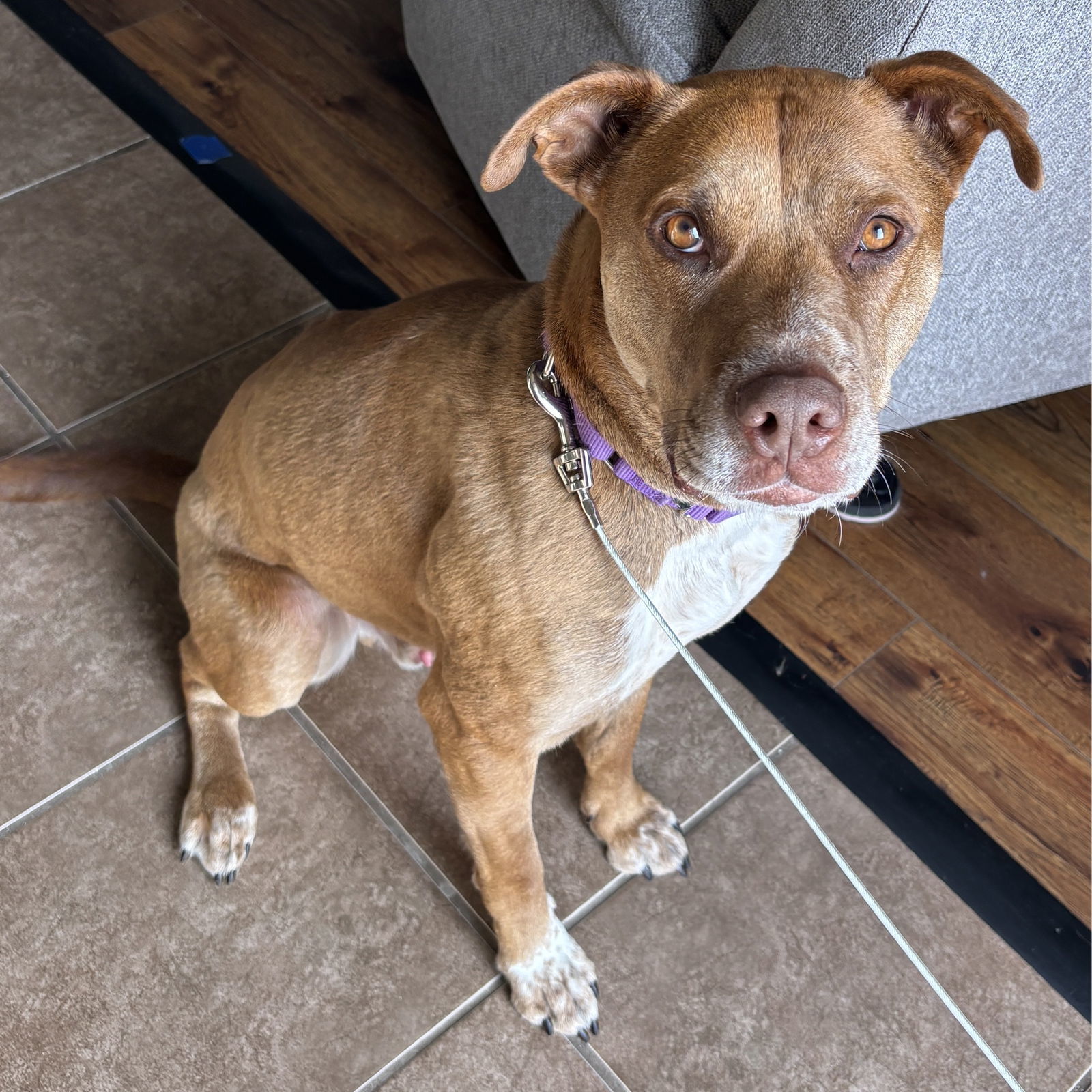 Bread, an adoptable Pit Bull Terrier, Labrador Retriever in Fargo, ND, 58103 | Photo Image 2