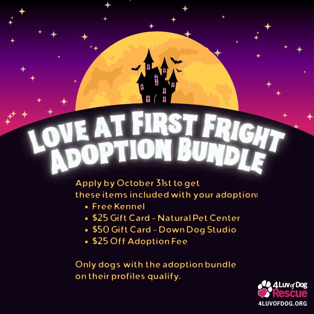 Bread, an adoptable Pit Bull Terrier, Labrador Retriever in Fargo, ND, 58103 | Photo Image 3