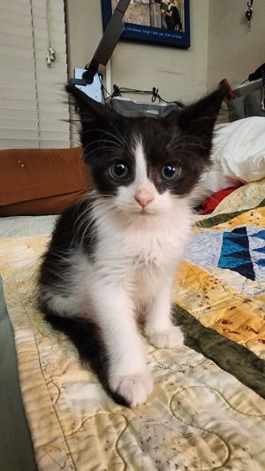 Inkie, Young Female Domestic Short Hair
