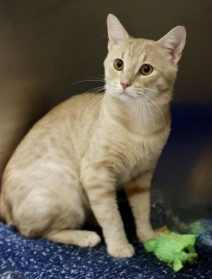 Bailey, Young Male unknown
