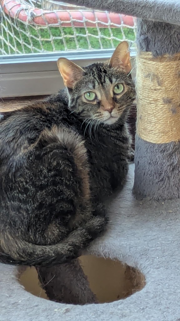 Miss Mimi