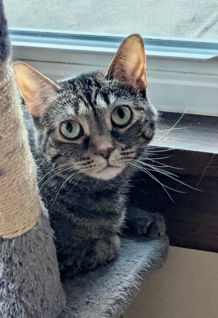 Miss Mimi
