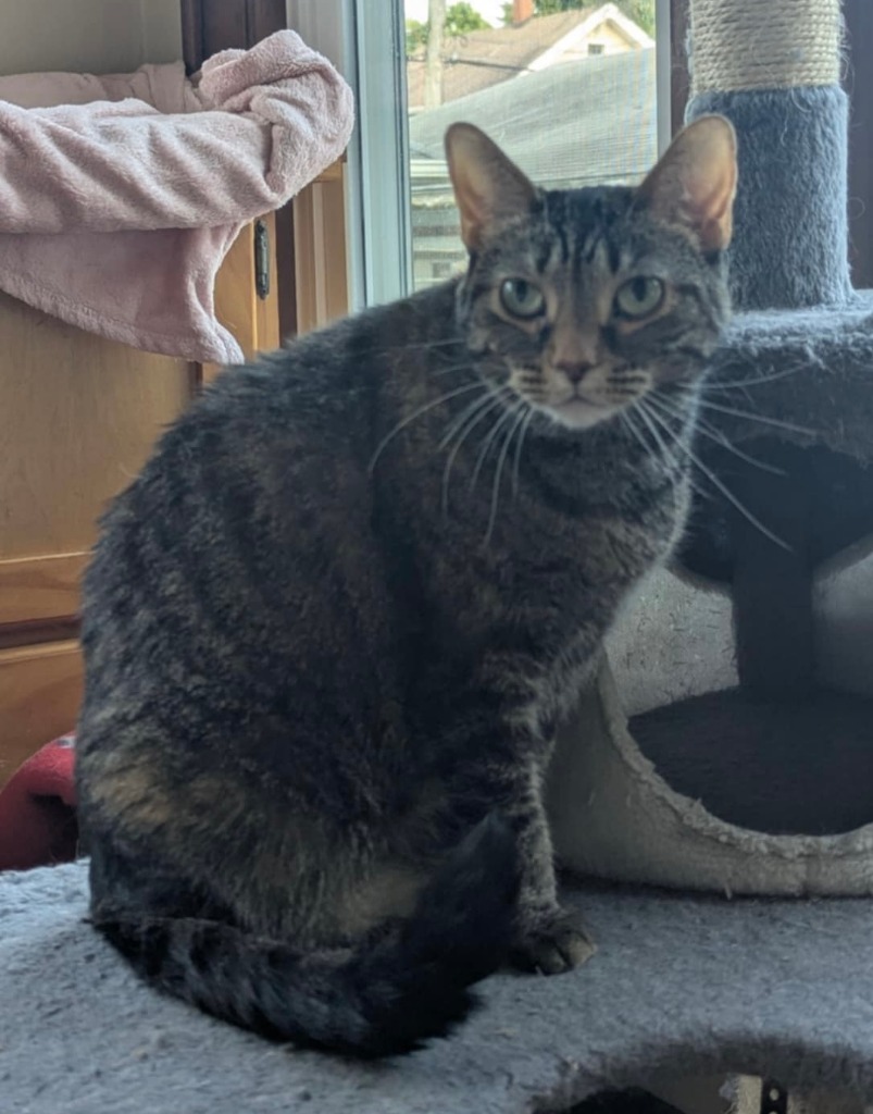 Miss Mimi