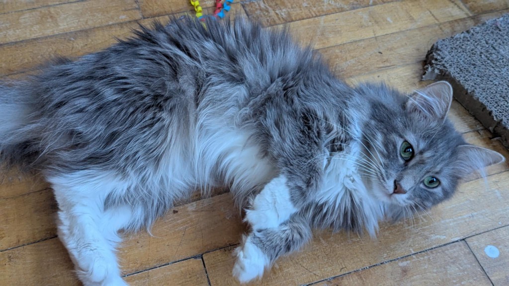 Miss Sassy