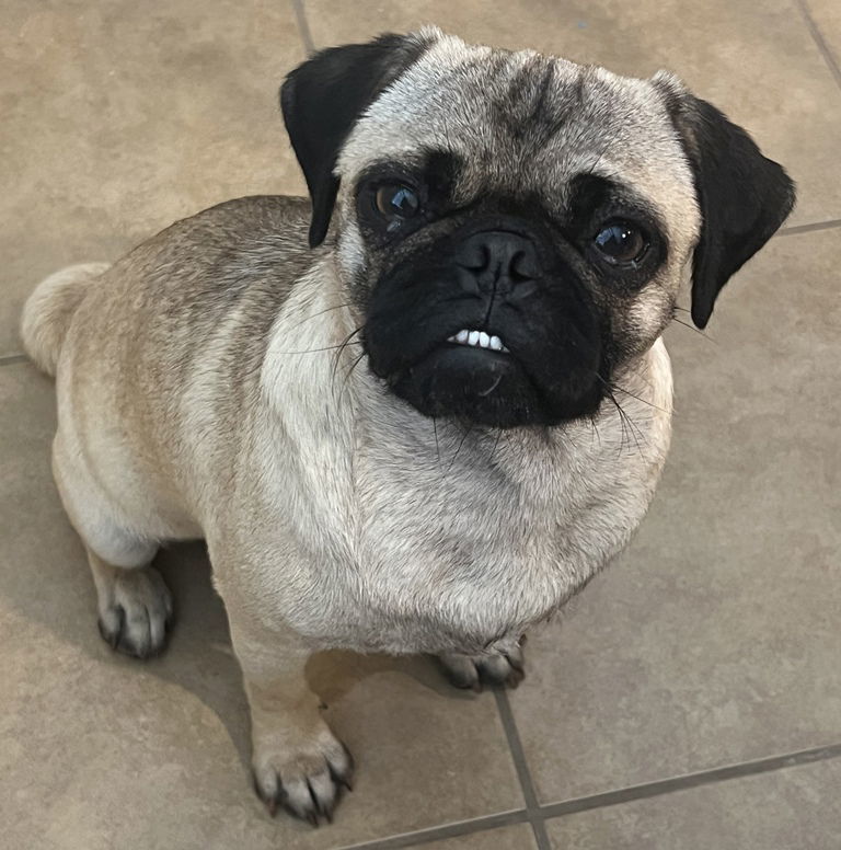 Rosie